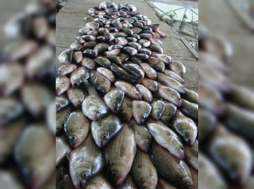 Luck O' The Irish - Lake Tawakoni thumbnail