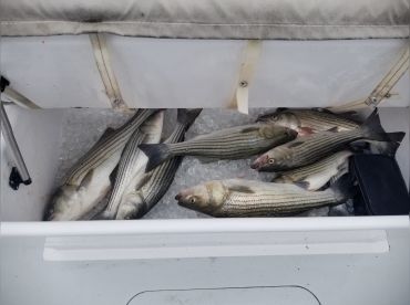 Strike Zone Charter Fishing from Solomons, MD thumbnail