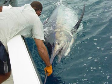 Dos Mas Sport Fishing thumbnail