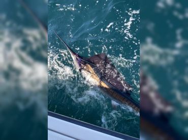 Apex Predator Sportfishing thumbnail