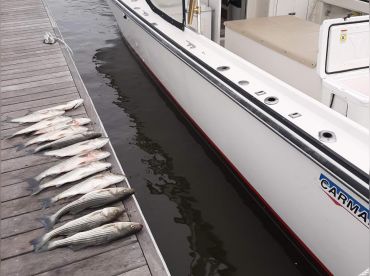 Just For Fun Too Charters