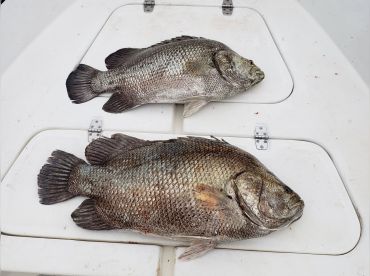 Forgotten Coast Outdoors LLC thumbnail