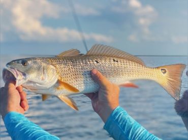 In Debt Charters thumbnail