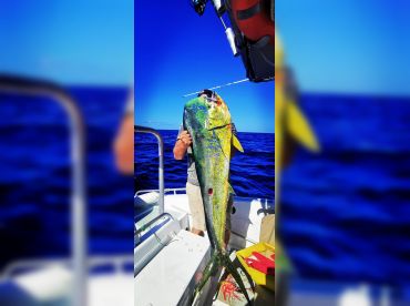 Tahiti Fish in a Barrel thumbnail