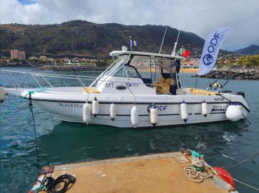 ODF - Ocean Dive & Fishing LDA thumbnail