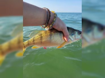 419 Lake Erie Sportfishing thumbnail