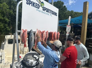 Spiked Sportfishing Charters thumbnail