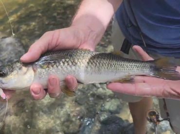 Guided River Ultralight/Fly Fishing