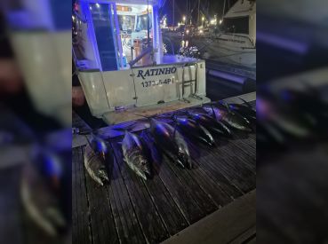 Azorfish – Ratinho 28'