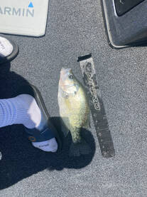 Big Summer Crappie!!