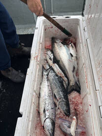 Ucluelet Report Photo 1