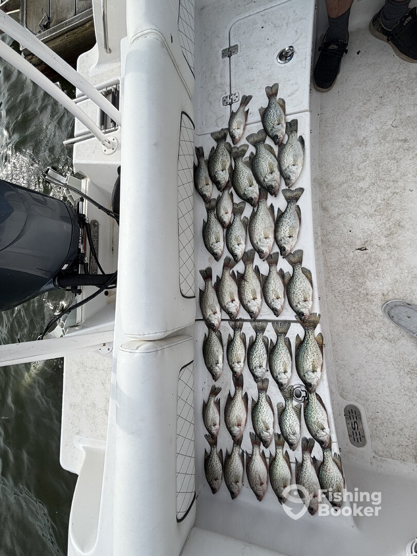 Tega Cay Report Photo 0