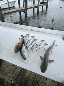 Mobile Bay Report Photo 2