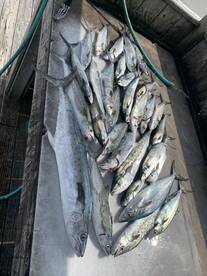 Great Half Day fishing 