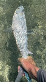 Bonefish Release