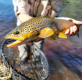 Wolf Creek Report Photo 3