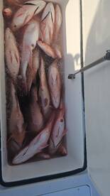 Redsnapper are on fire!