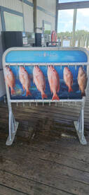 4 hr snapper run  few miles offshore 