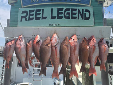 Snapper Smash