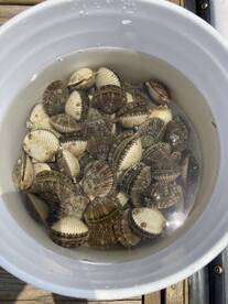 The Scallops are here