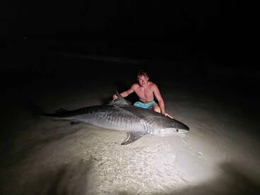 2 BIG tigers lastnight