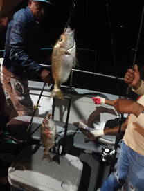 Porgies are biting 