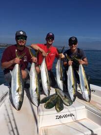 Big paddy Yellowail and more Dorado
