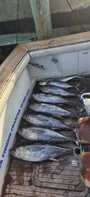 Offshore fising is in full swing !