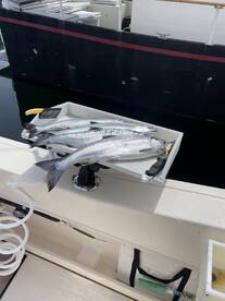 Resident Coho fishing has been solid sin