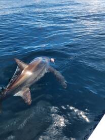 Nicoya Report Photo 2