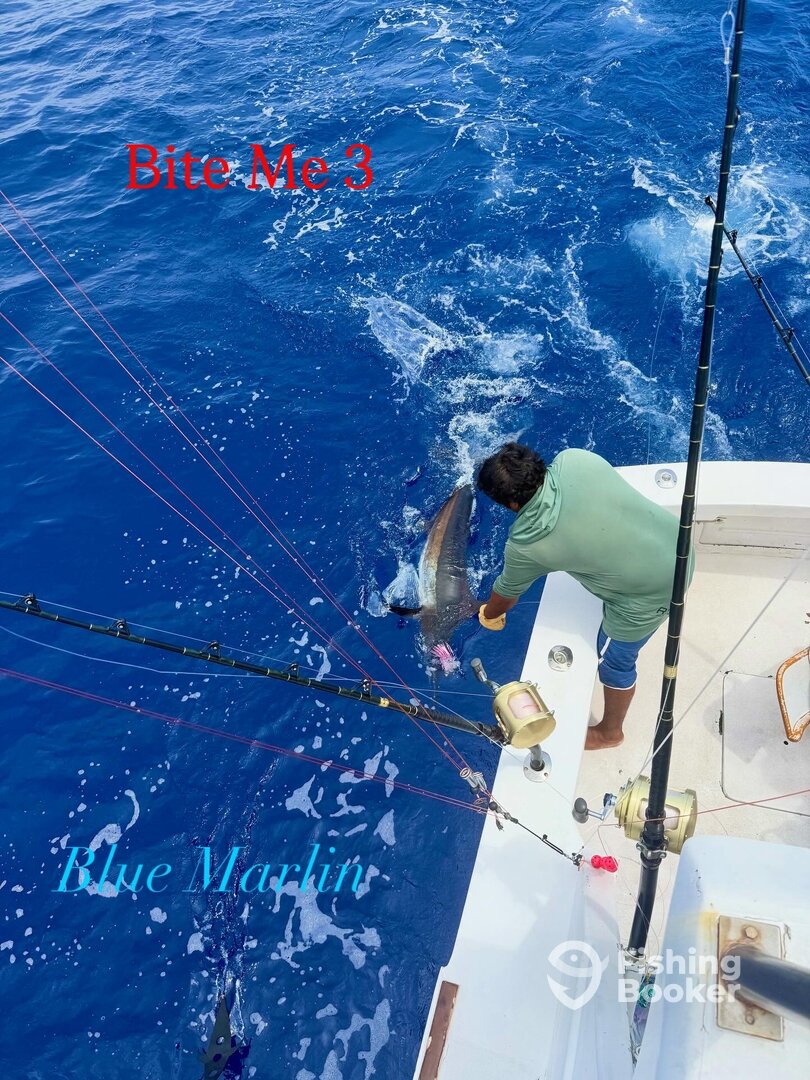 120lb Blue Marlin