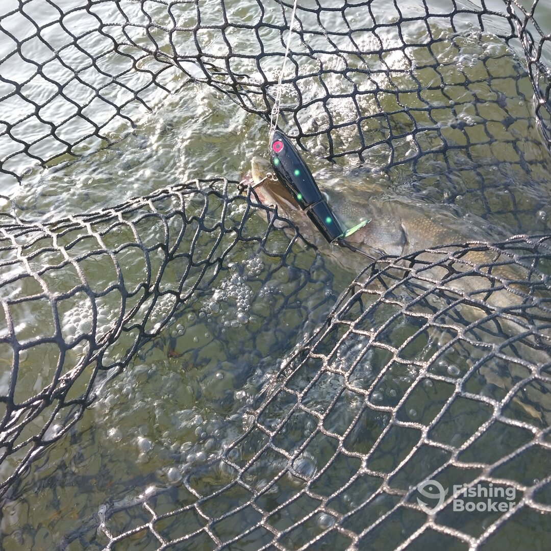 MN musky guide topwater action