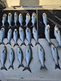 Mix bag of fish !