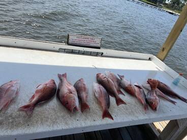 Mobile Bay Report Photo 2