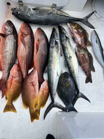 Spearfishing  trips 
