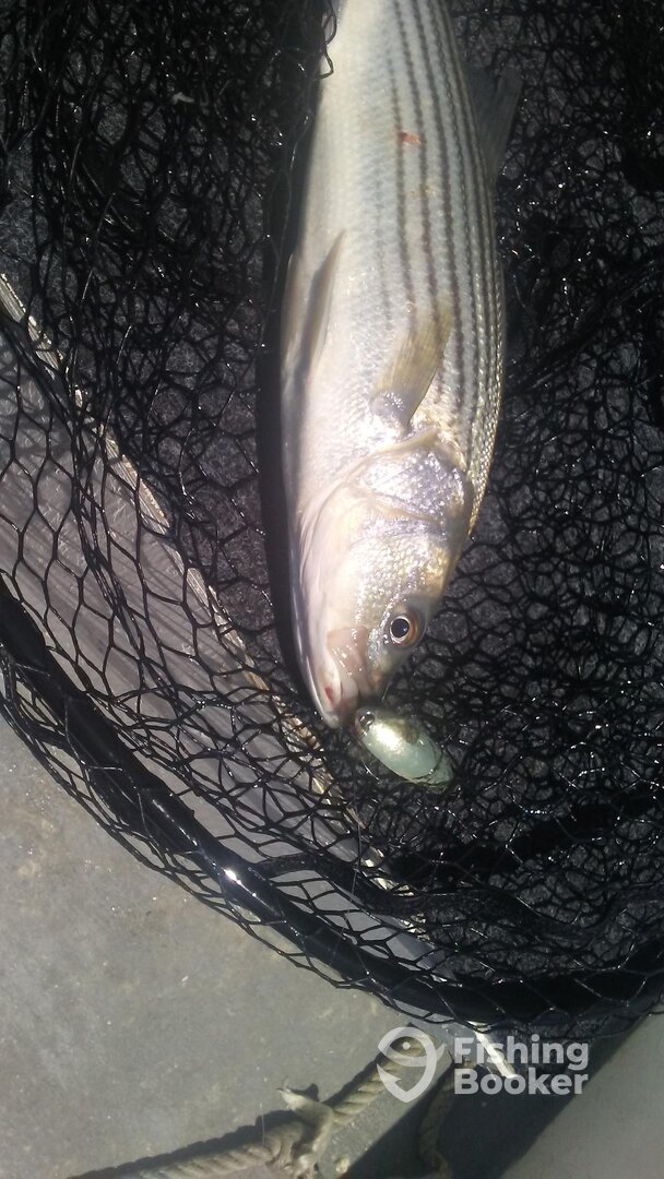 Chincoteague Report Photo 0