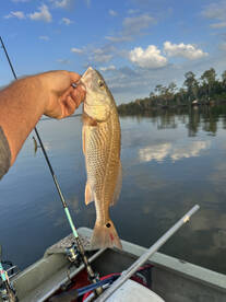 Apalachicola Report Photo 1
