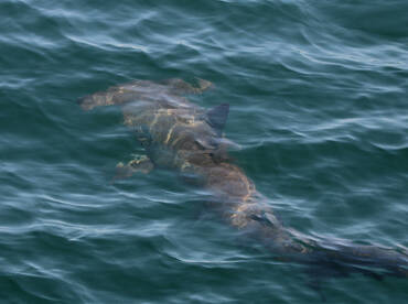 Cape May Report Photo 2