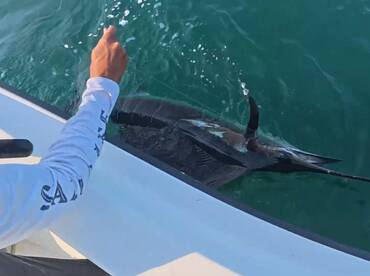 Sail Fish!