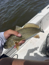 Lake Charles Report Photo 2