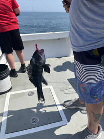 Inshore trolling and bottom fishing. 