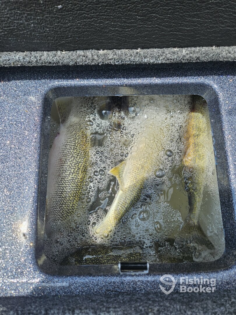 Limits of Lake Erie Walleye with Captain Destin