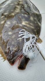 flounder time