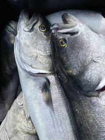 Great bluefish action 
