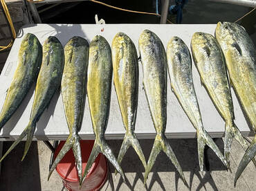 Full day of fishing mahi and reef 