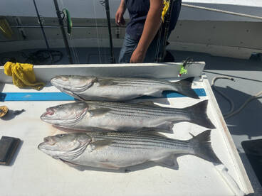 Greenport Report Photo 4