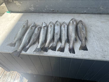 Trout were on fire today!