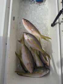 Lower Keys Report Photo 4