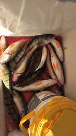 Awesome day on the water 