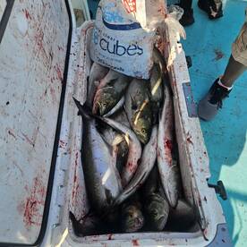 Company outing on the bay